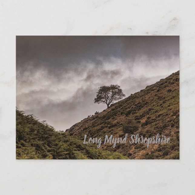 Lone Tree Long Mynd Shropshire Postcard (Front)