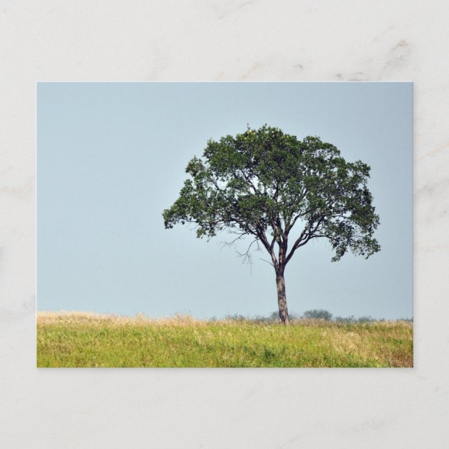 Lone Tree Postcard (Front)