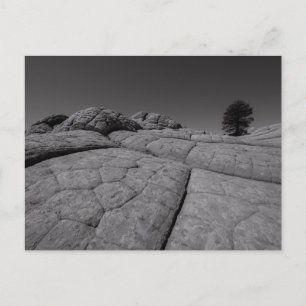 Lone Tree White Pocket Arizona Postcard