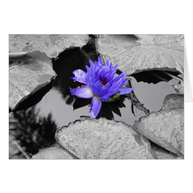 Lone Water Lily (Front Horizontal)