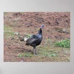 Lone wild turkey poster