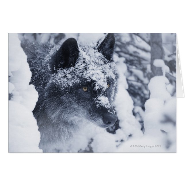 Lone wolf in snow (Front Horizontal)