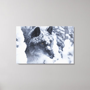 Lone wolf in snow canvas print