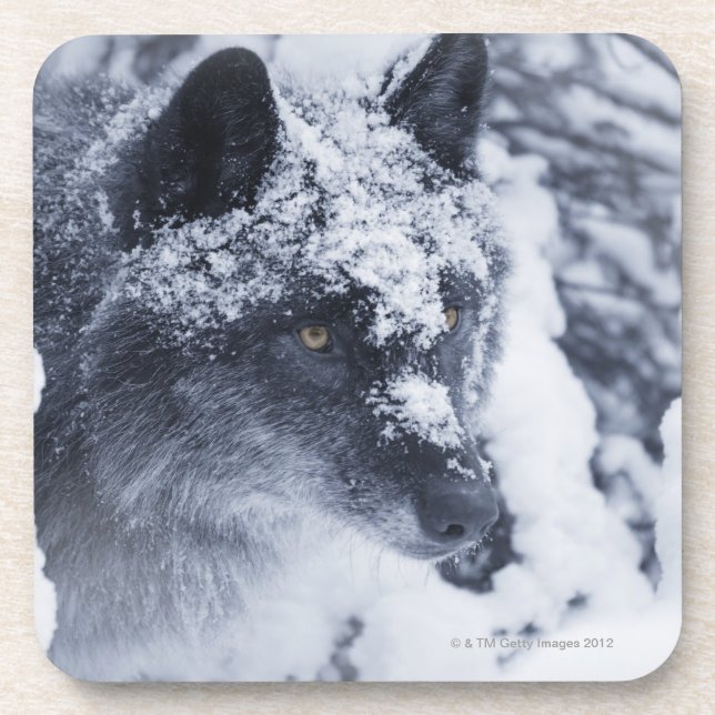 Lone wolf in snow coaster (Front)