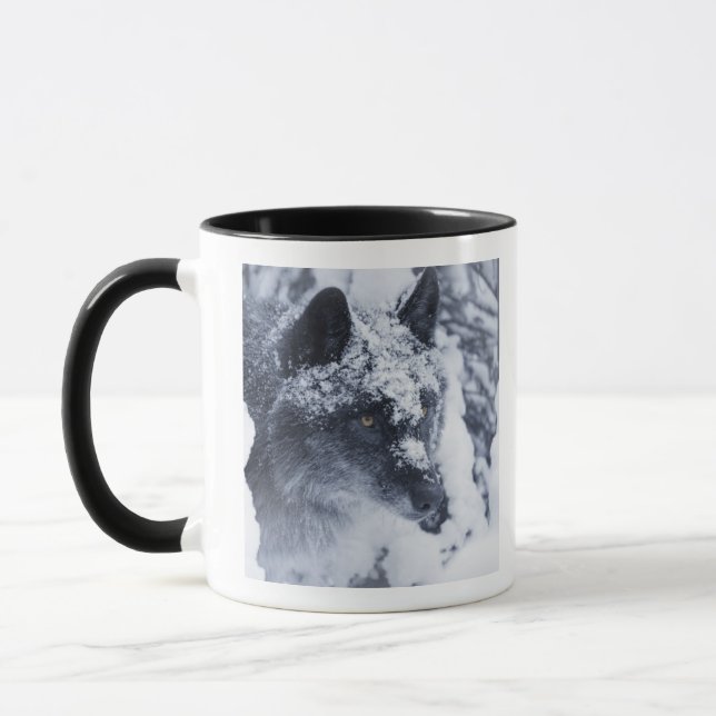 Lone wolf in snow mug (Left)
