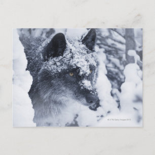 Lone wolf in snow postcard