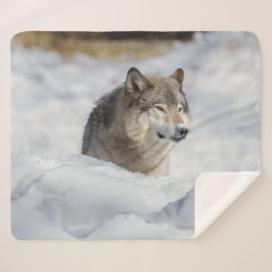 Lone Wolf in Snow Sherpa Blanket