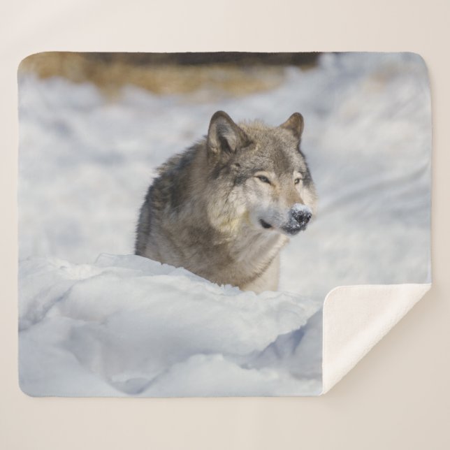 Lone Wolf in Snow Sherpa Blanket (Front (Horizontal))