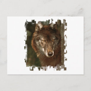Lone wolf postcard