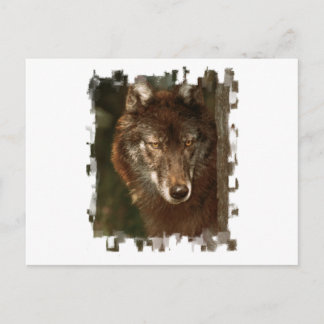 Lone wolf postcard