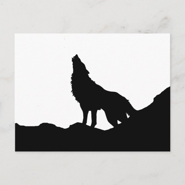 Lone Wolf Standing on a Hill Postcard (Front)