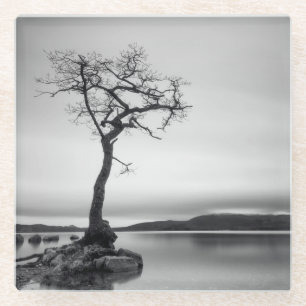 Lonely Bare Tree Glass Coaster