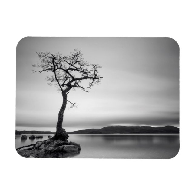 Lonely Bare Tree Magnet (Horizontal)
