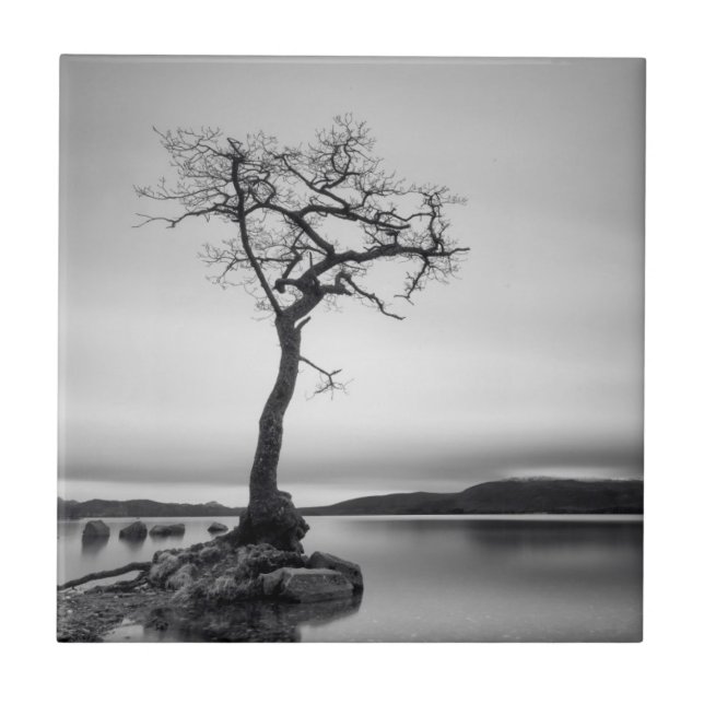 Lonely Bare Tree Tile (Front)