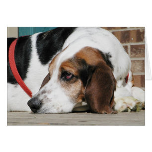 Lonely Basset Hound card