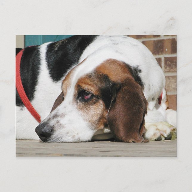 Lonely Basset Hound Postcard (Front)