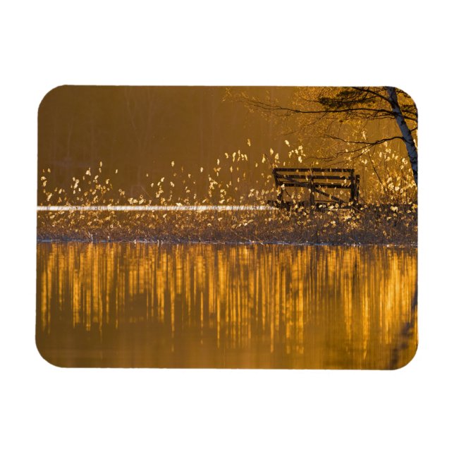 Lonely bench by the lake in the golden light magnet (Horizontal)