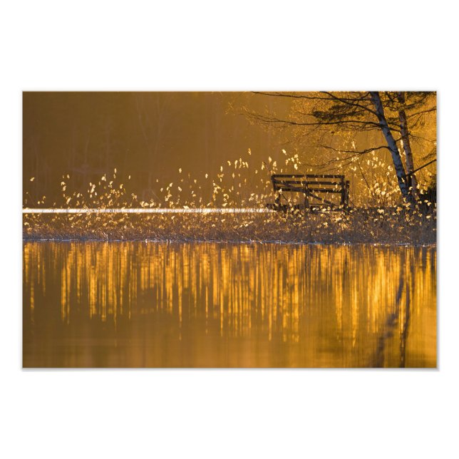Lonely bench by the lake in the golden light photo print (Front)