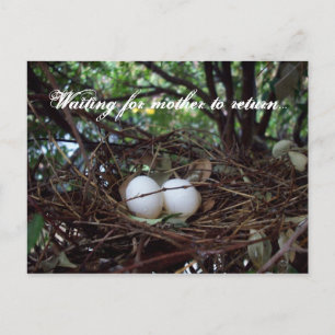 Lonely Birds Nest Postcard