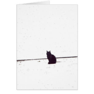 Lonely Cat