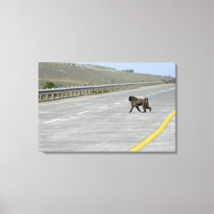 Lonely Chacma baboon crossing highway road Canvas Print