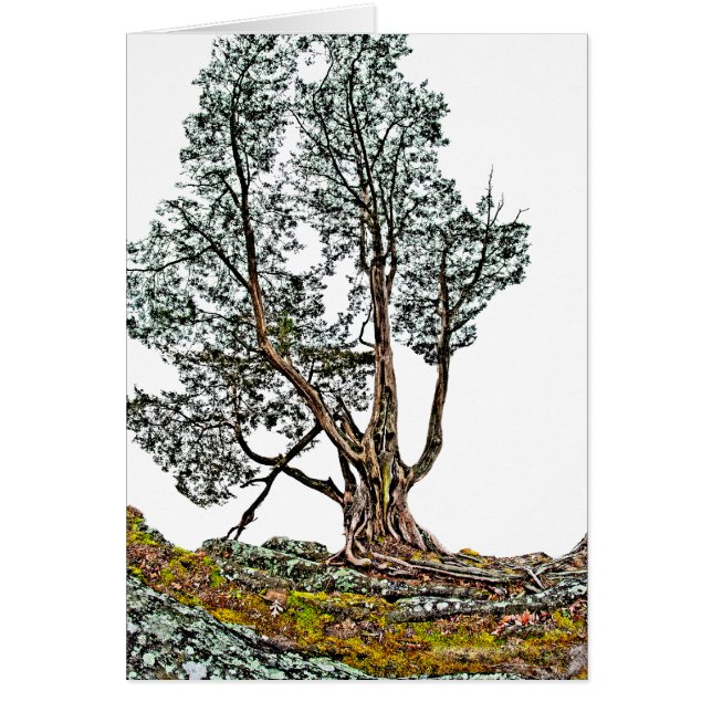 Lonely Cypress (Front)