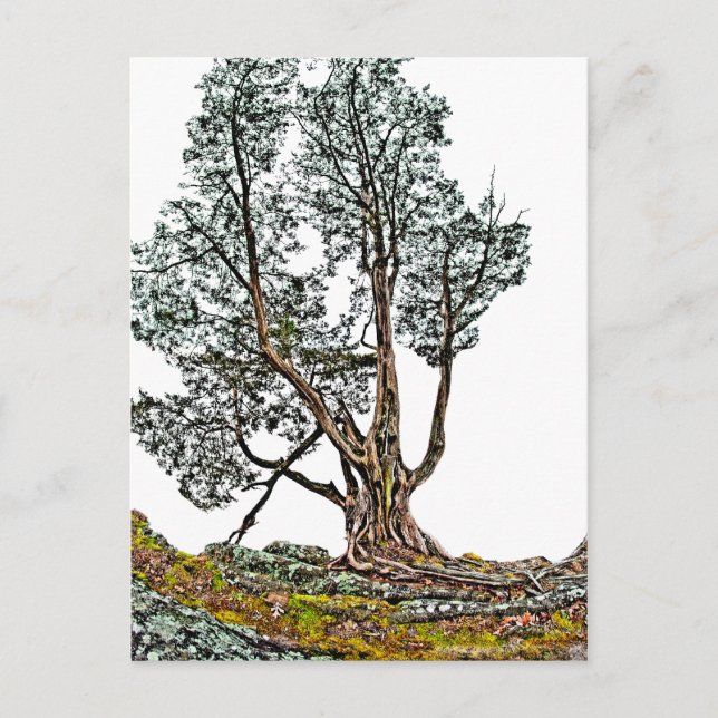 Lonely Cypress Postcard (Front)