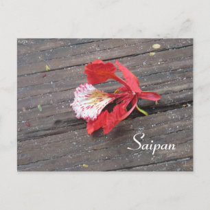 Lonely Flame Tree Blossom On A Boardwalk Postcard