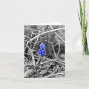 Lonely Grape Hyacinth Select Colour Get Well Card
