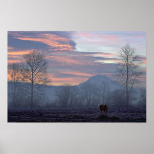 Lonely Horse Grazing Poster