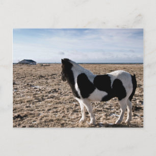 Lonely horse postcard