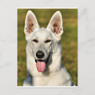 Lonely like the wolf postcard