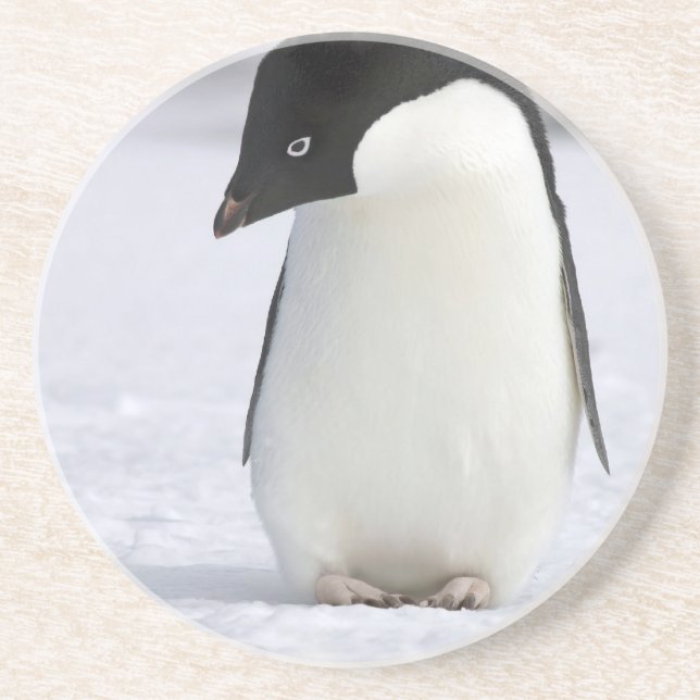 Lonely Penguin Coaster (Front)