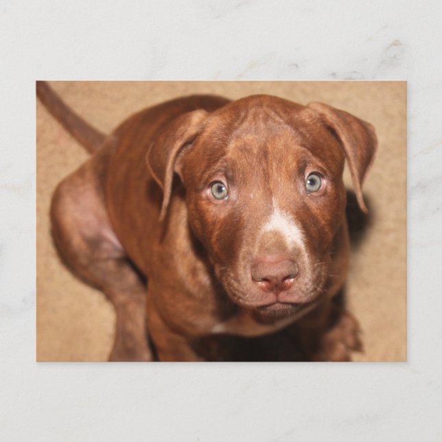 Lonely puppy postcard (Front)