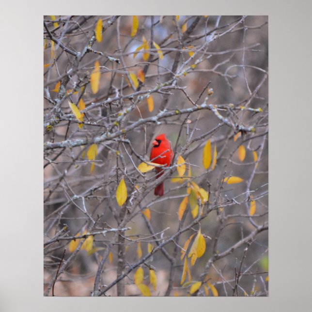 Lonely Red Cardinal in Fall Autumn Tree Art Poster (Front)