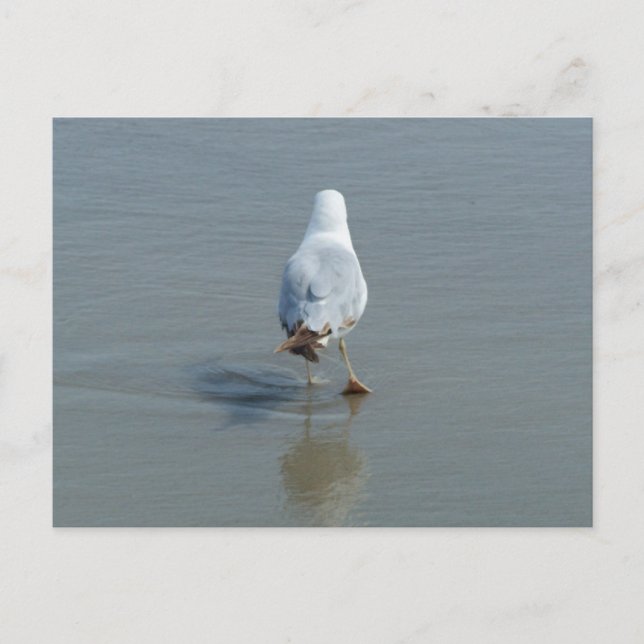 Lonely Seagull Postcard (Front)