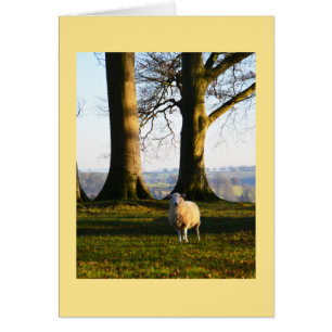Lonely sheep animal card