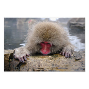 Lonely snow monkey in Nagano, Japan Photo Print