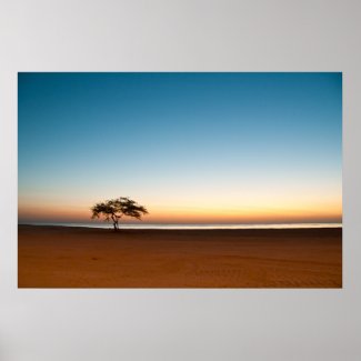 Lonely tree at sunrise in Kuwait Poster