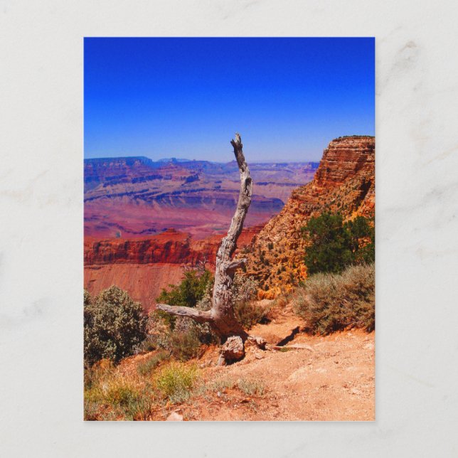 Lonely tree at the Grand Canyon in Arizona Postcard (Front)