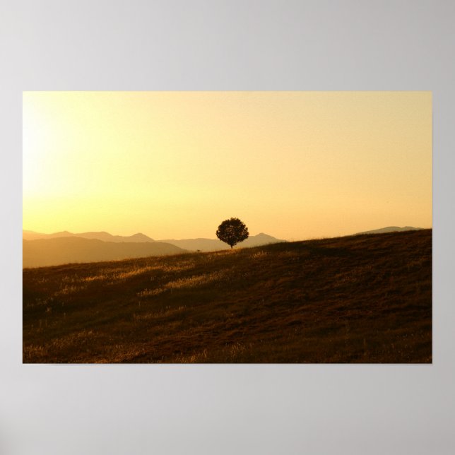 Lonely tree in a field poster (Front)
