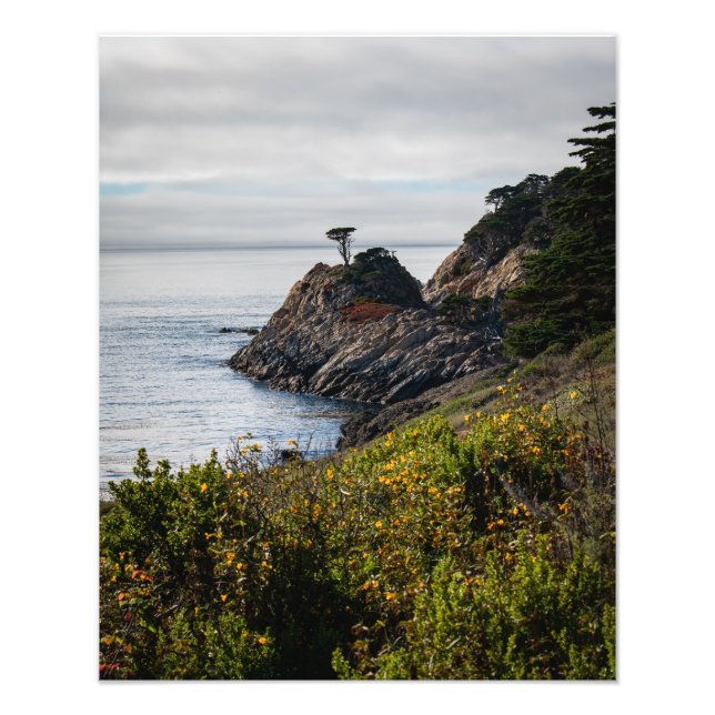 Lonely Tree in Point Lobos Photo Print (Front)