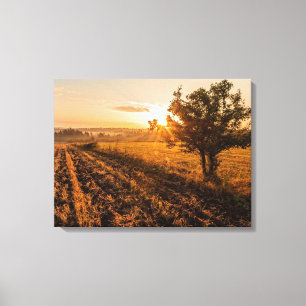 Lonely tree on the foggy field in golden sunrise canvas print