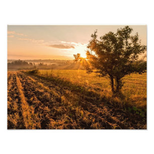 Lonely tree on the foggy field in golden sunrise photo print