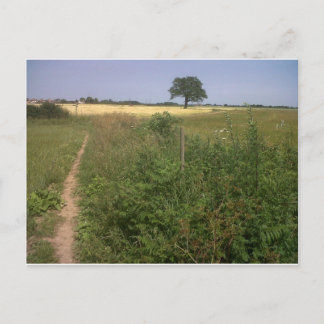 Lonely tree postcard