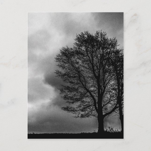 Lonely tree postcard (Front)