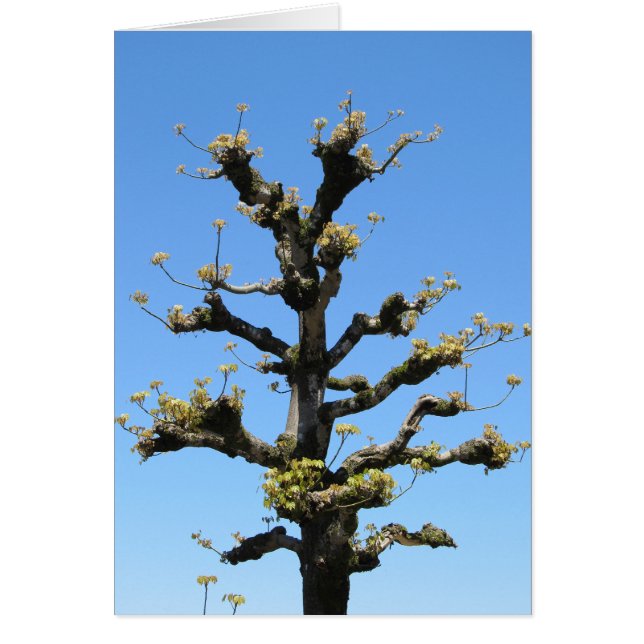 Lonely Tree - TBD series (Front)