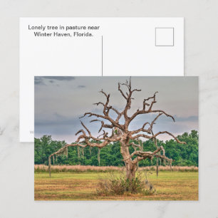 Lonely tree Winter Haven, Florida Postcard