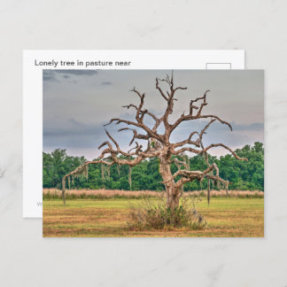 Lonely tree Winter Haven, Florida Postcard