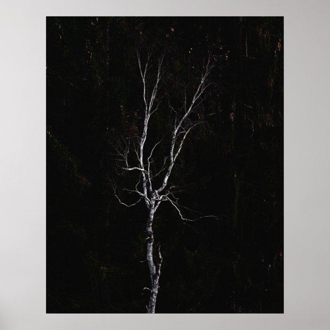 Lonely white tree poster (Front)
